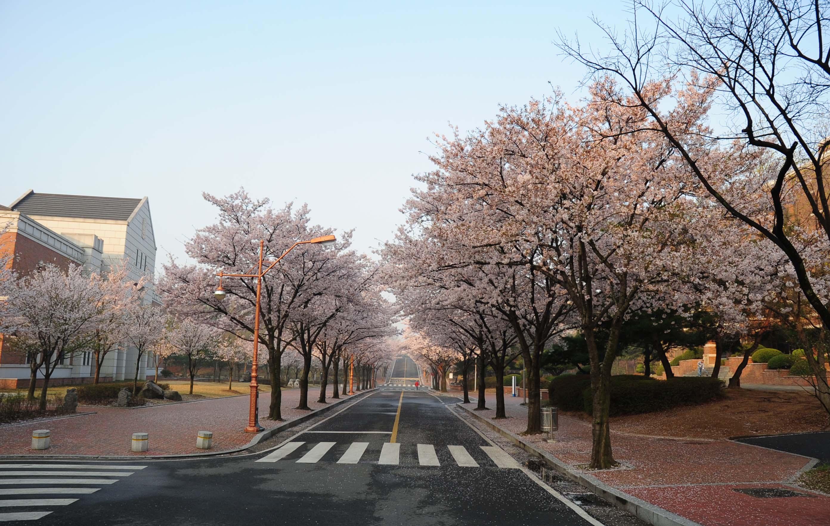2014.04. 행소박물관 벚꽃 만개 기간 야간 특별 개관(2014년).jpg 첨부 이미지